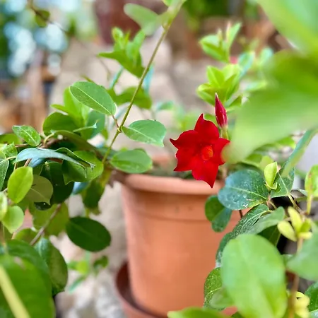 Bohome Balaton (adults Only) Balatonakali